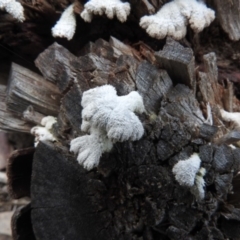 Schizophyllum commune at Burrinjuck, NSW - 27 Sep 2016 11:37 AM