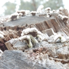 Schizophyllum commune at Burrinjuck, NSW - 27 Sep 2016 11:37 AM