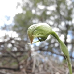 Pterostylis nutans (Nodding Greenhood) at Burrinjuck, NSW - 27 Sep 2016 by ArcherCallaway