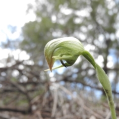 Pterostylis nutans (Nodding Greenhood) at Burrinjuck, NSW - 27 Sep 2016 by RyuCallaway