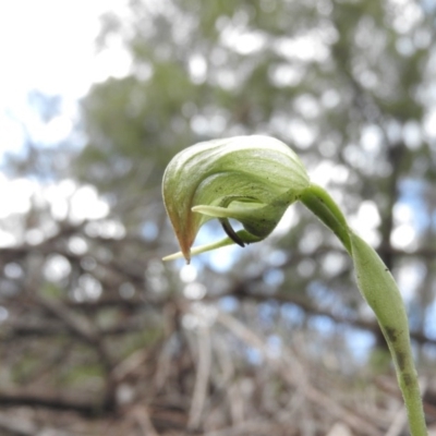 Pterostylis nutans (Nodding Greenhood) at Burrinjuck, NSW - 27 Sep 2016 by RyuCallaway