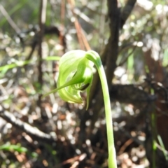 Pterostylis nutans (Nodding Greenhood) at Burrinjuck, NSW - 28 Sep 2016 by ArcherCallaway