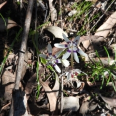 Wurmbea dioica subsp. dioica (Early Nancy) at Burrinjuck, NSW - 28 Sep 2016 by RyuCallaway