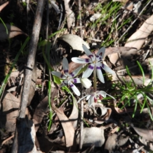 Wurmbea dioica subsp. dioica at Burrinjuck, NSW - 28 Sep 2016 10:07 AM