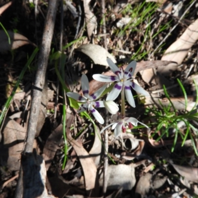 Wurmbea dioica subsp. dioica (Early Nancy) at Burrinjuck, NSW - 28 Sep 2016 by ArcherCallaway