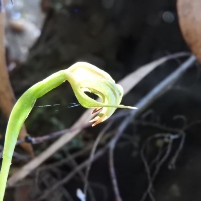 Pterostylis nutans (Nodding Greenhood) at Burrinjuck, NSW - 28 Sep 2016 by ArcherCallaway