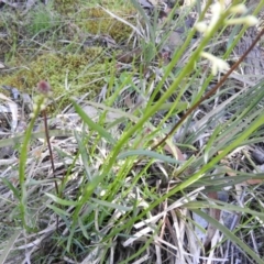 Stackhousia monogyna at Burrinjuck, NSW - 28 Sep 2016