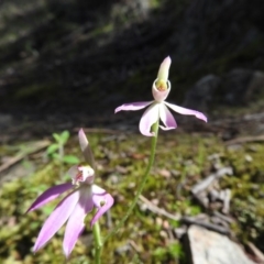 Caladenia carnea (Pink Fingers) at Burrinjuck, NSW - 28 Sep 2016 by ArcherCallaway