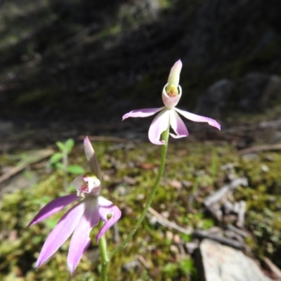 Caladenia carnea (Pink Fingers) at Burrinjuck, NSW - 28 Sep 2016 by ArcherCallaway