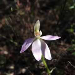 Caladenia carnea (Pink Fingers) at Burrinjuck, NSW - 28 Sep 2016 by ArcherCallaway