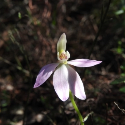 Caladenia carnea (Pink Fingers) at Burrinjuck, NSW - 28 Sep 2016 by RyuCallaway