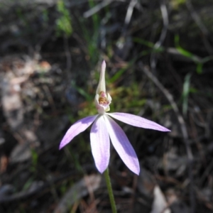 Caladenia carnea at Burrinjuck, NSW - 28 Sep 2016