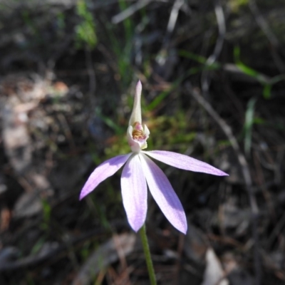 Caladenia carnea (Pink Fingers) at Burrinjuck, NSW - 28 Sep 2016 by RyuCallaway