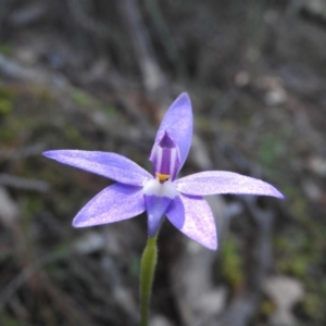 Glossodia major at Burrinjuck, NSW - suppressed