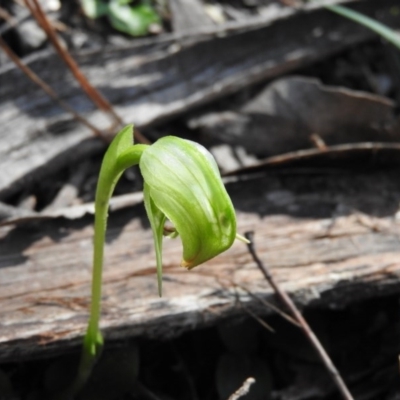 Pterostylis nutans (Nodding Greenhood) at Burrinjuck, NSW - 28 Sep 2016 by RyuCallaway