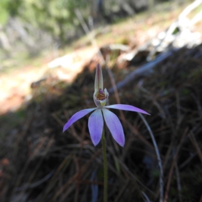 Caladenia carnea (Pink Fingers) at Burrinjuck, NSW - 28 Sep 2016 by ArcherCallaway