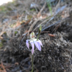 Caladenia carnea at Burrinjuck, NSW - 28 Sep 2016