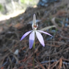 Caladenia carnea at Burrinjuck, NSW - 28 Sep 2016