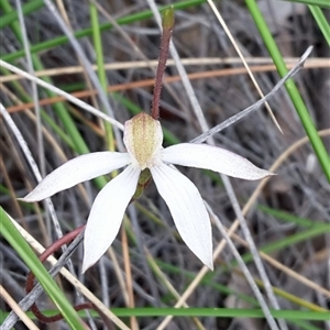 Caladenia moschata at Point 4999 - 29 Oct 2016