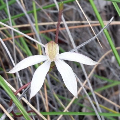 Caladenia moschata (Musky Caps) at Point 4999 - 29 Oct 2016 by galah681