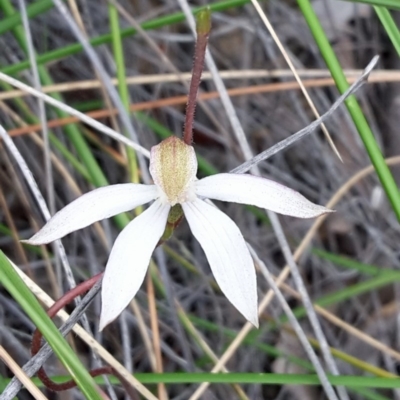 Caladenia moschata (Musky Caps) at Canberra Central, ACT - 28 Oct 2016 by galah681