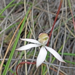 Caladenia moschata at Point 4999 - 29 Oct 2016