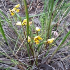 Diuris nigromontana (Black Mountain Leopard Orchid) at Canberra Central, ACT - 29 Oct 2016 by galah681