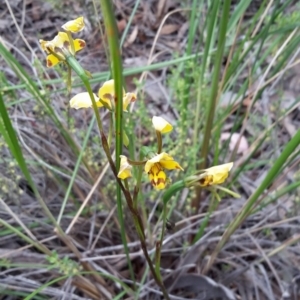 Diuris nigromontana at Canberra Central, ACT - 29 Oct 2016