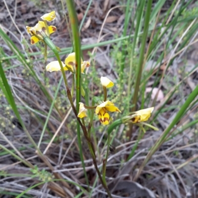 Diuris nigromontana (Black Mountain Leopard Orchid) at Canberra Central, ACT - 28 Oct 2016 by galah681