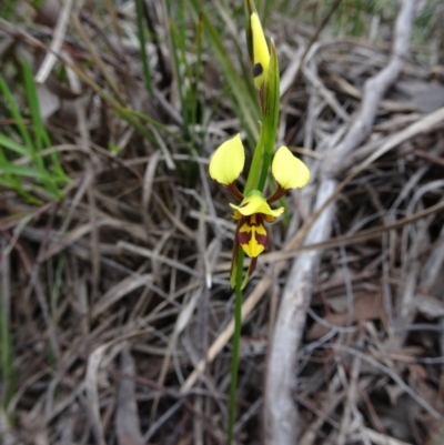 Diuris sulphurea (Tiger Orchid) at Point 4999 - 29 Oct 2016 by galah681