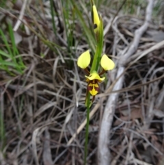 Diuris sulphurea (Tiger orchid) at Point 4999 - 28 Oct 2016 by galah681