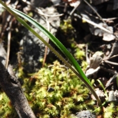 Caladenia carnea (Pink Fingers) at Burrinjuck, NSW - 28 Sep 2016 by RyuCallaway