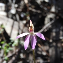 Caladenia carnea at Burrinjuck, NSW - suppressed