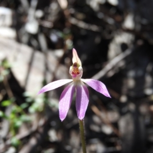 Caladenia carnea at Burrinjuck, NSW - 28 Sep 2016