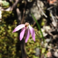 Caladenia carnea at Burrinjuck, NSW - 28 Sep 2016