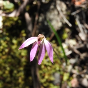 Caladenia carnea at Burrinjuck, NSW - 28 Sep 2016