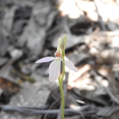 Caladenia carnea (Pink Fingers) at Burrinjuck, NSW - 28 Sep 2016 by ArcherCallaway