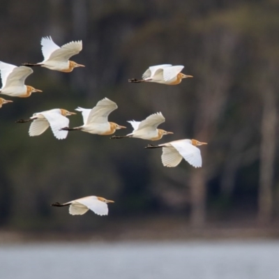 Bubulcus coromandus (Eastern Cattle Egret) at Bournda Environment Education Centre - 20 Oct 2016 by Leo