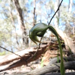 Pterostylis nutans (Nodding Greenhood) at Burrinjuck, NSW - 28 Sep 2016 by RyuCallaway
