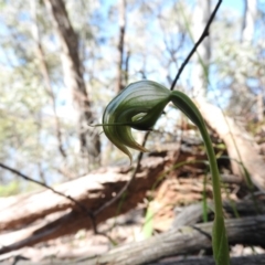 Pterostylis nutans (Nodding Greenhood) at Burrinjuck, NSW - 28 Sep 2016 by ArcherCallaway