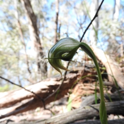 Pterostylis nutans (Nodding Greenhood) at Burrinjuck, NSW - 28 Sep 2016 by RyuCallaway