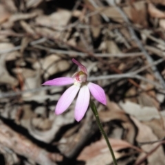 Caladenia carnea (Pink Fingers) at Burrinjuck, NSW - 28 Sep 2016 by RyuCallaway