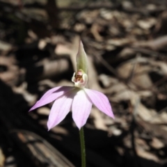 Caladenia carnea (Pink Fingers) at Burrinjuck, NSW - 28 Sep 2016 by ArcherCallaway