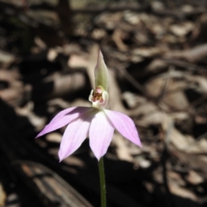 Caladenia carnea at Burrinjuck, NSW - suppressed