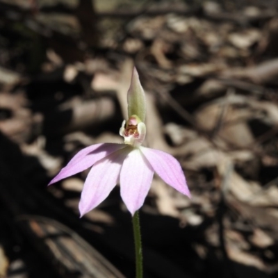 Caladenia carnea (Pink Fingers) at Burrinjuck, NSW - 28 Sep 2016 by RyuCallaway