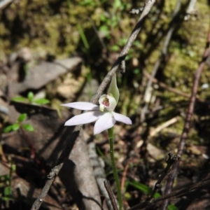 Caladenia carnea at Burrinjuck, NSW - 28 Sep 2016