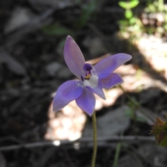 Glossodia major (Wax Lip Orchid) at Burrinjuck, NSW - 28 Sep 2016 by RyuCallaway