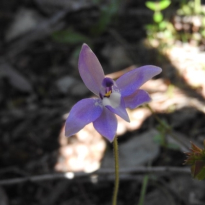 Glossodia major (Wax Lip Orchid) at Burrinjuck, NSW - 28 Sep 2016 by ArcherCallaway