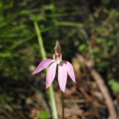 Caladenia carnea (Pink Fingers) at Burrinjuck, NSW - 28 Sep 2016 by RyuCallaway