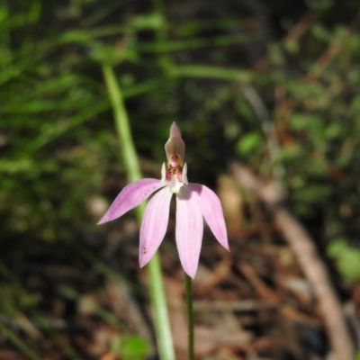 Caladenia carnea (Pink Fingers) at Burrinjuck, NSW - 28 Sep 2016 by ArcherCallaway